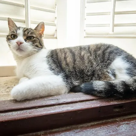 Razkosen Razgled Na Piransko Pristanisce - Luxurious Port Of View Piran