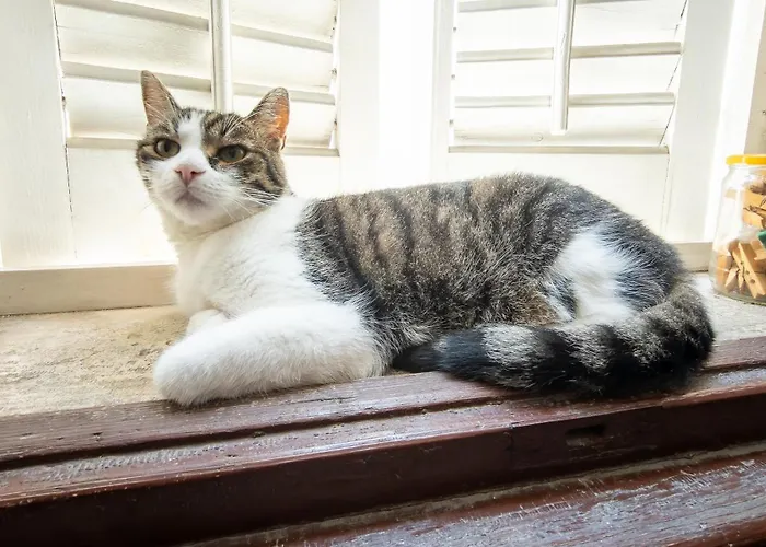 Razkosen Razgled Na Piransko Pristanisce - Luxurious Port Of View Piran